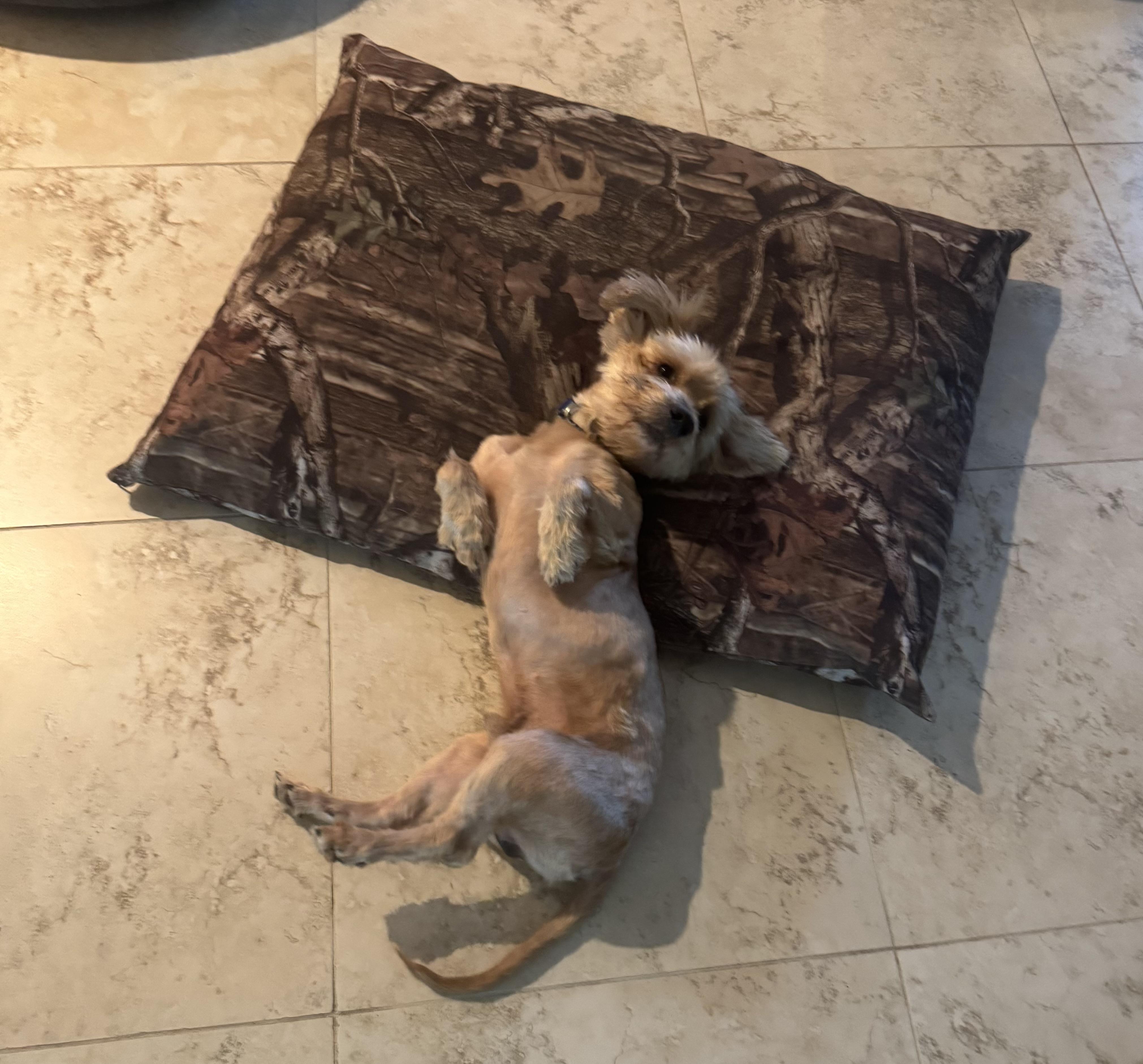 Theo, a ADOPTABLE mixed breed in Lake Worth, FL image 4/6