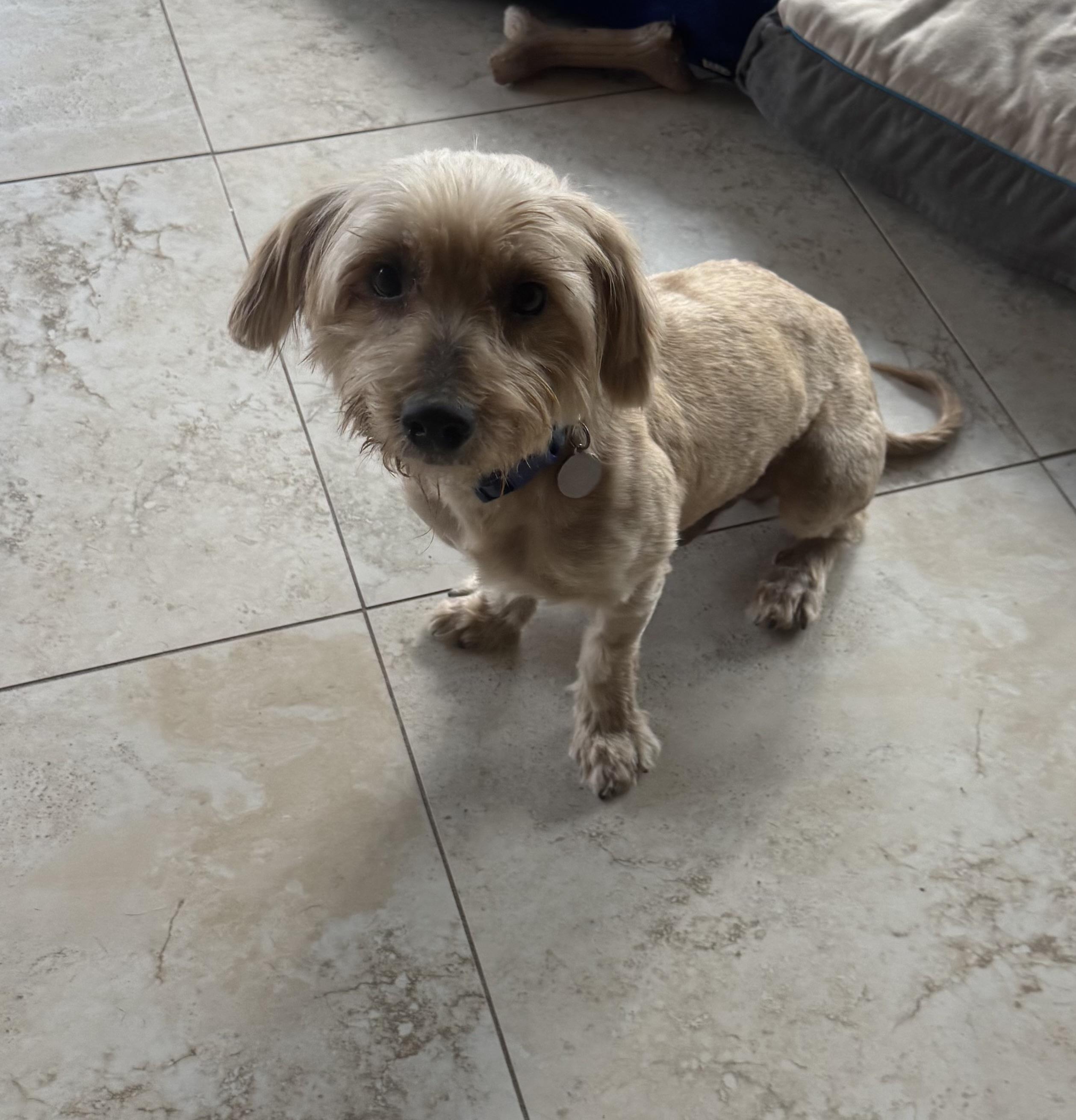 Theo, a ADOPTABLE mixed breed in Lake Worth, FL image 6/6