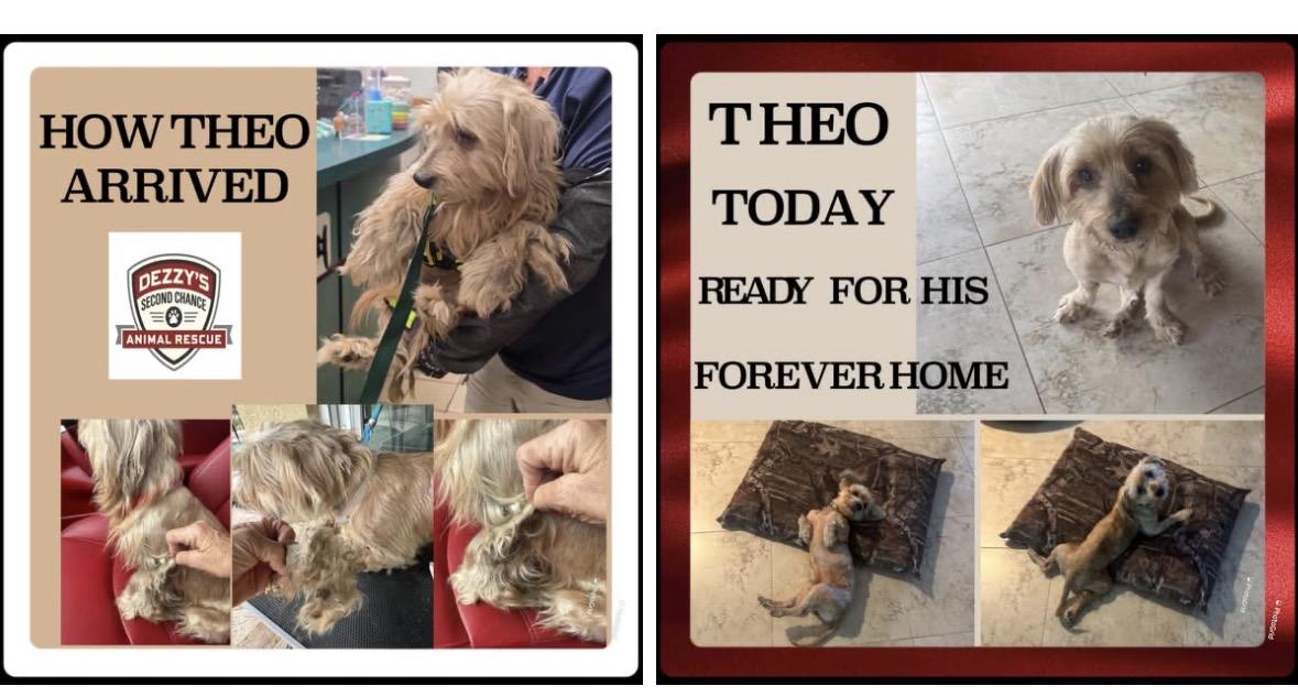 Theo, a ADOPTABLE mixed breed in Lake Worth, FL image 2/6