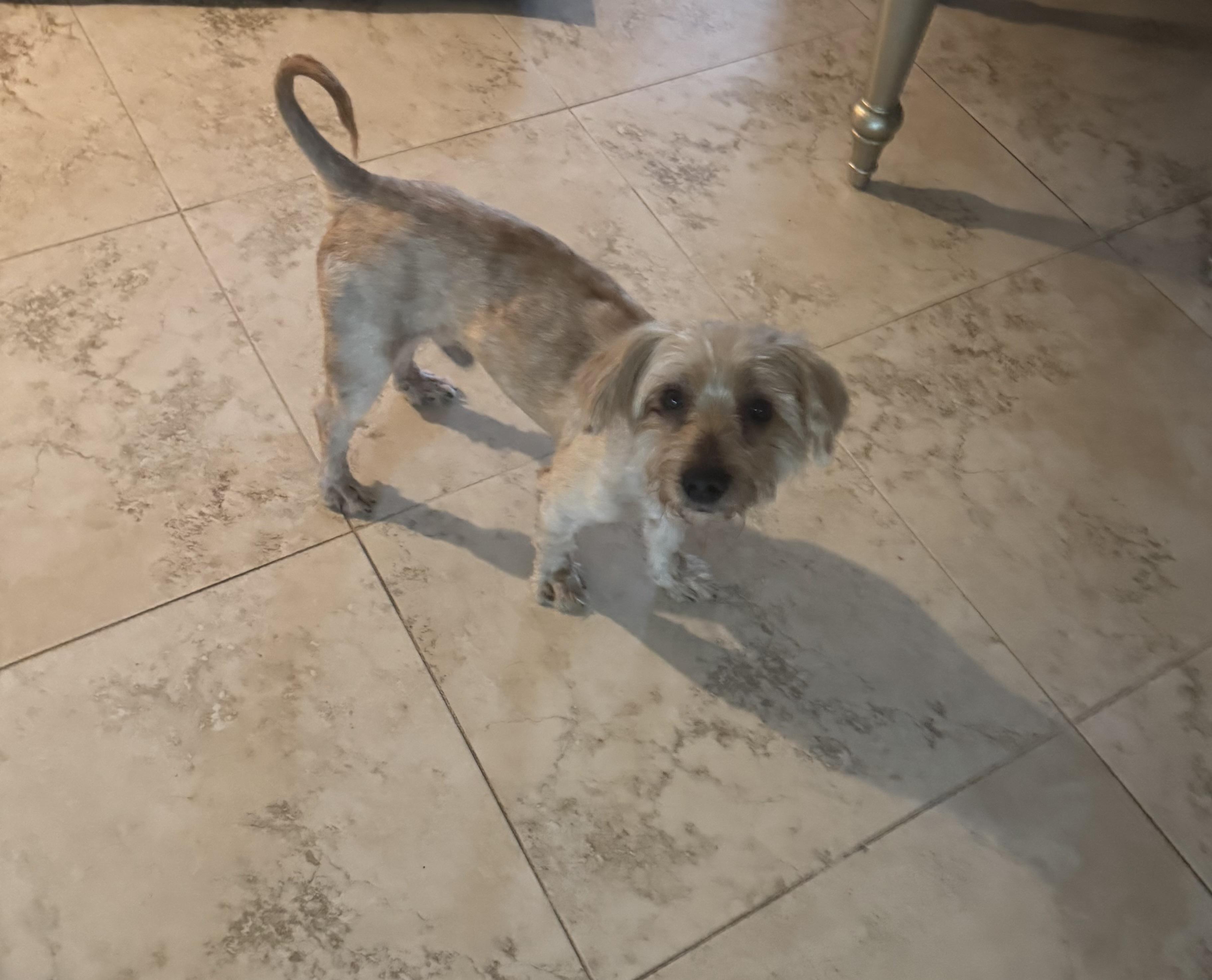 Theo, a ADOPTABLE mixed breed in Lake Worth, FL image 5/6