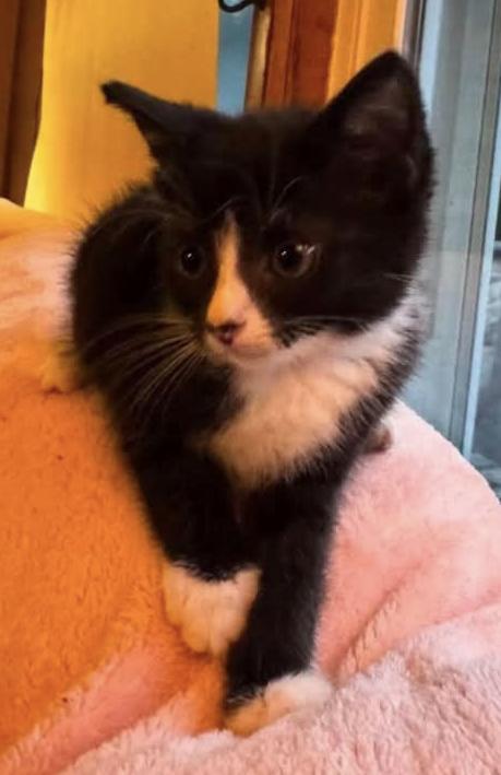 Lesley, Adoptable, Young Female American Shorthair.