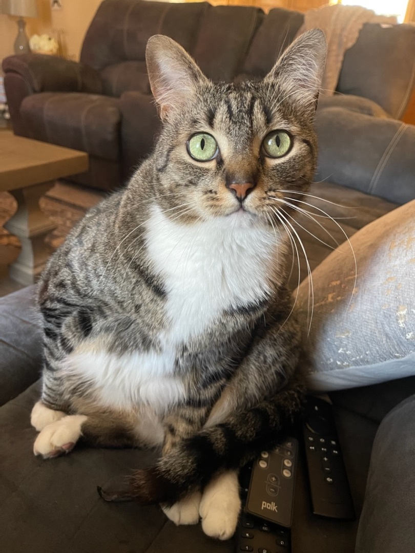 Eli, a Adoptable Tabby in Beaumont, TX image 1/2