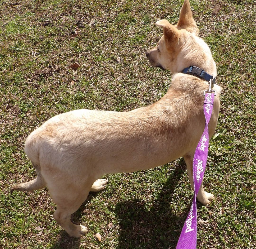 Enlarge Sam, a Adopted mixed breed in thomson, GA image 1/3