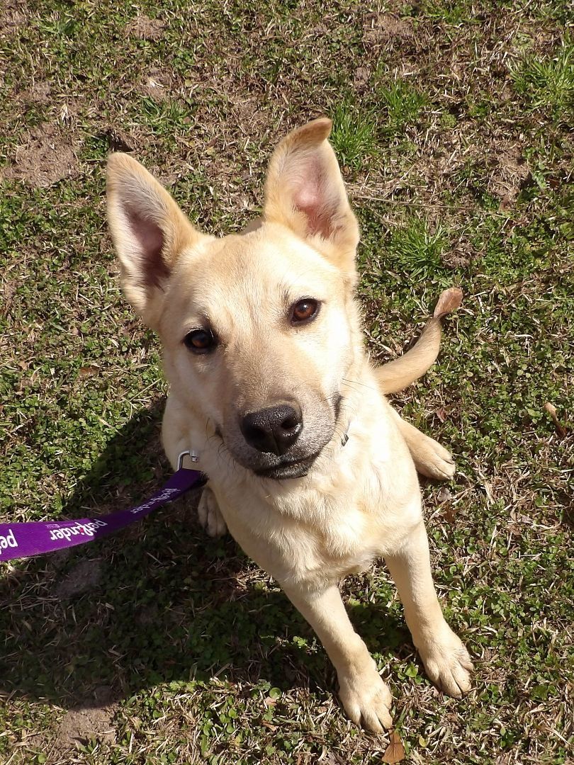 Enlarge Sam, a Adopted mixed breed in thomson, GA image 2/3