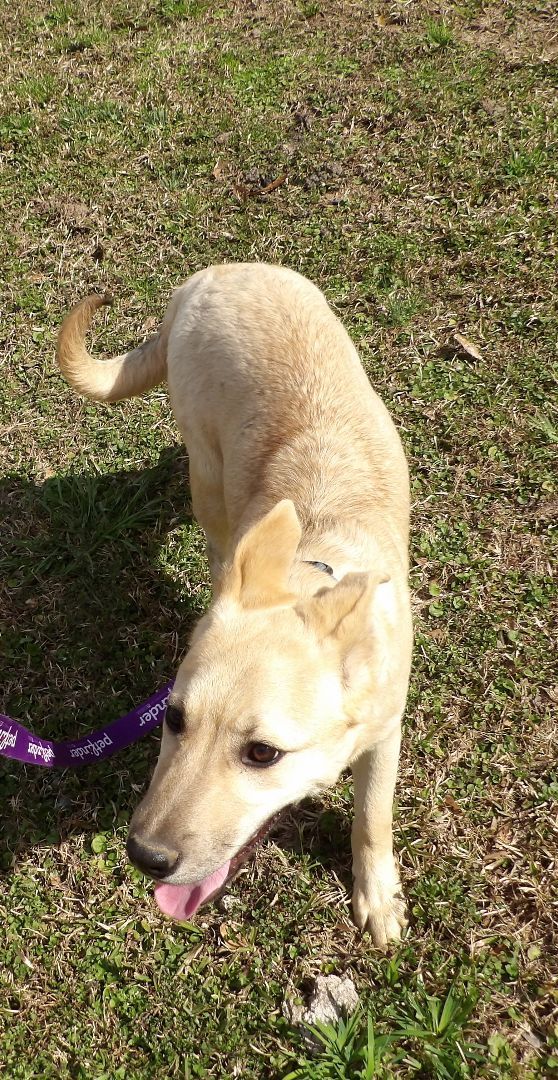 Enlarge Sam, a Adopted mixed breed in thomson, GA image 3/3