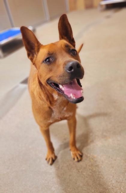 Roxy, a Adoptable mixed breed in Fort Worth, TX image 2/3