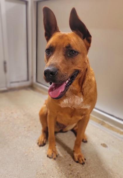 Enlarge Roxy, a Adoptable mixed breed in Fort Worth, TX image 3/6