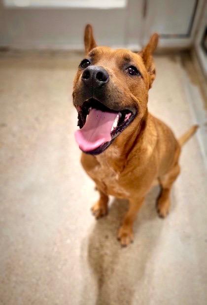 Enlarge Roxy, a Adoptable mixed breed in Fort Worth, TX image 6/6