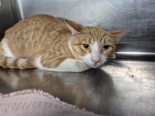 GLEESON, Adoptable, Young Male Domestic Short Hair.