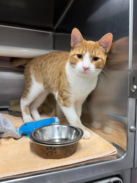 Enlarge GLEESON, a Adoptable Domestic Short Hair in London, ON image 1/1
