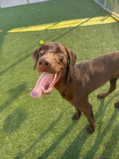 Enlarge Charles, a Adoptable mixed breed in Carrollton, TX image 1/3