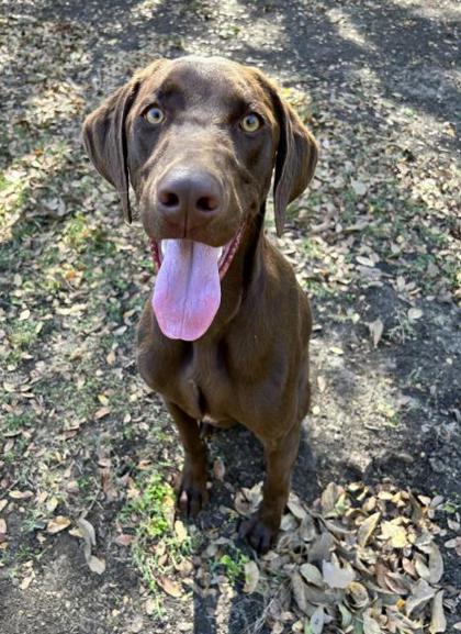 Enlarge Charles, a Adoptable mixed breed in Carrollton, TX image 2/3