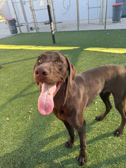 Enlarge Charles, a Adoptable mixed breed in Carrollton, TX image 3/3