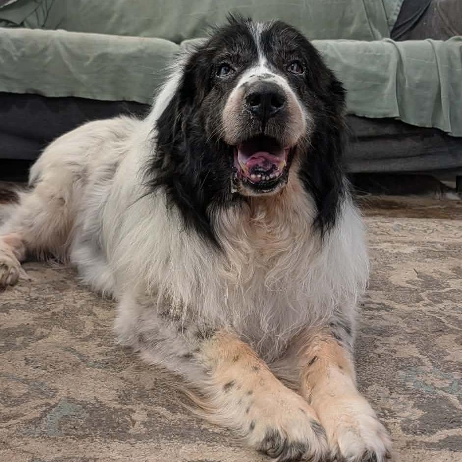 Otto, Adoptable, Senior Male Newfoundland Dog.