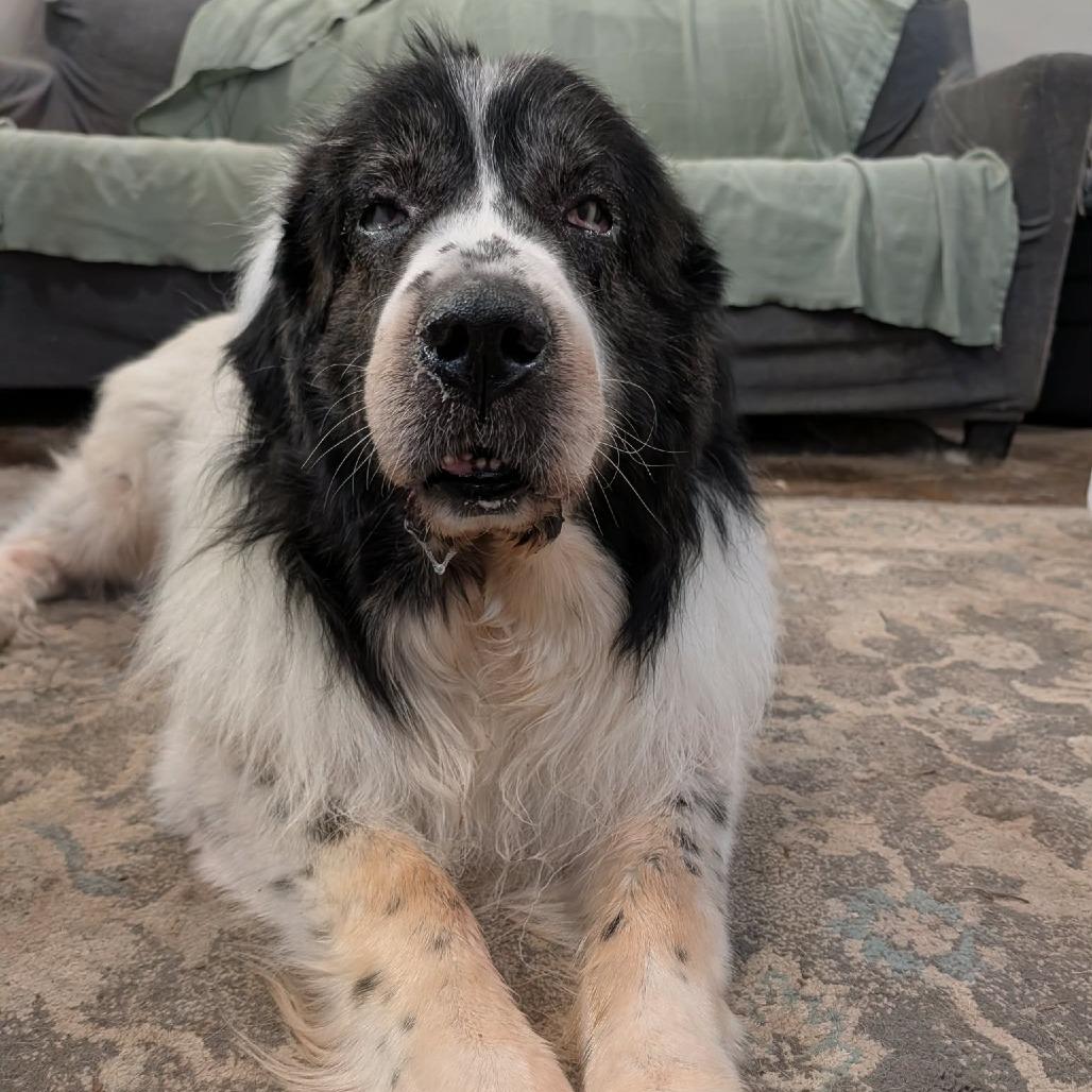 Enlarge Otto, a Adoptable Newfoundland Dog in Olathe, KS image 2/4