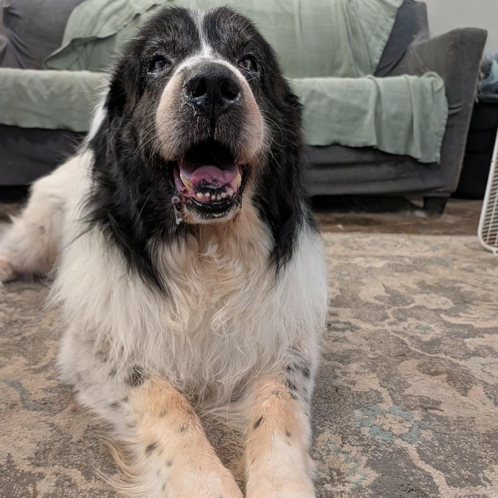 Enlarge Otto, a Adoptable Newfoundland Dog in Olathe, KS image 3/4