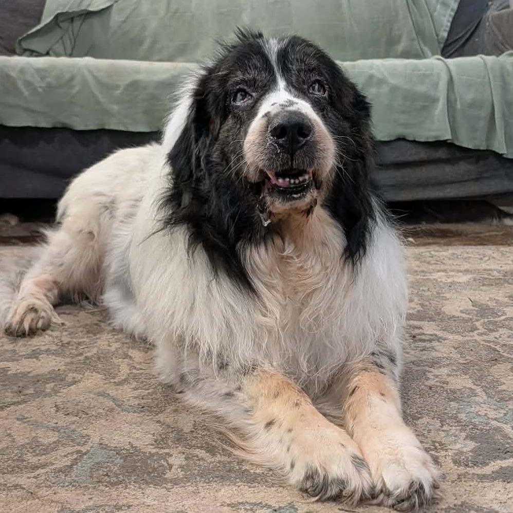 Enlarge Otto, a Adoptable Newfoundland Dog in Olathe, KS image 4/4