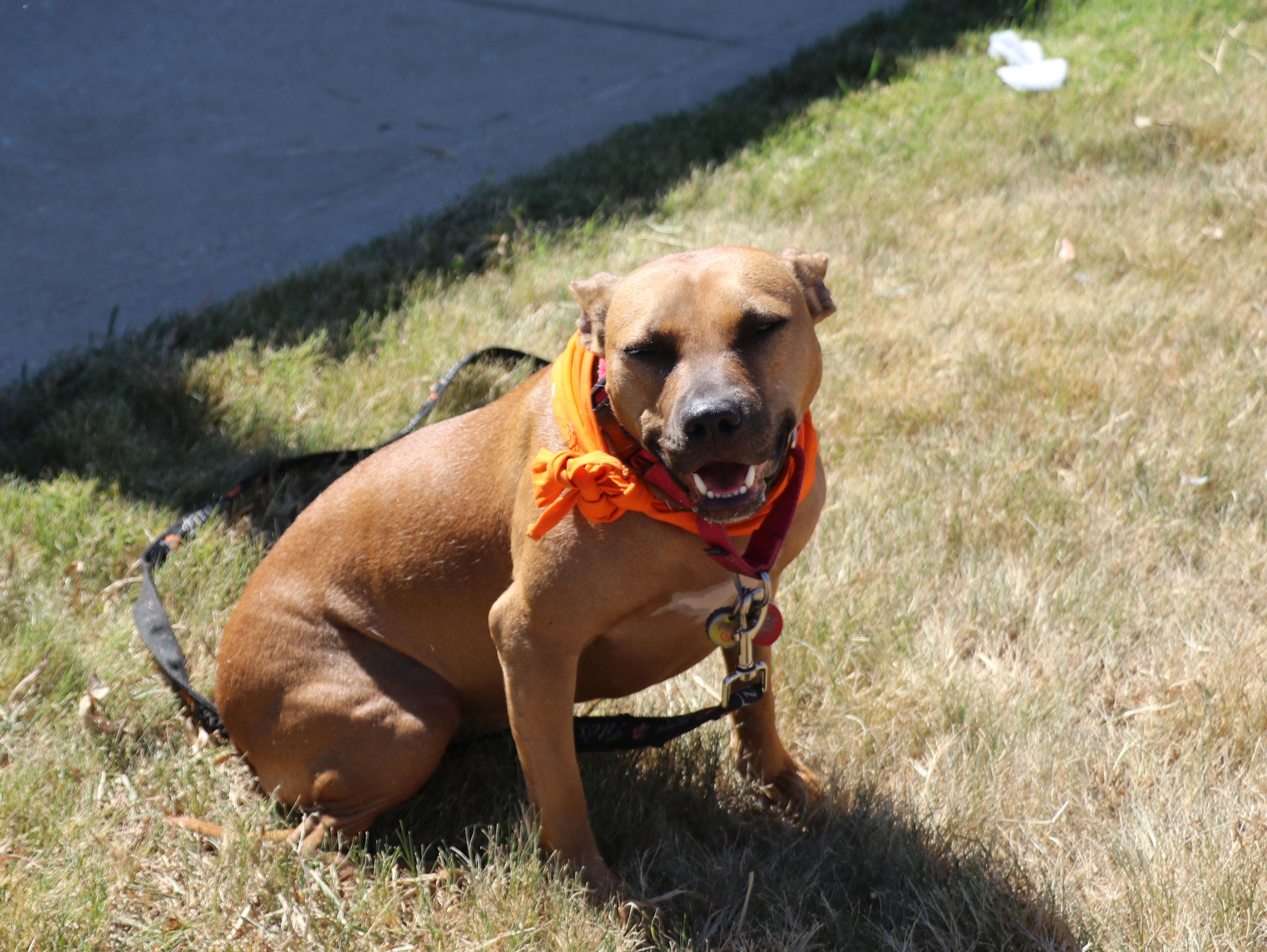 Enlarge Lorie Darlin, a Adoptable Mixed Breed in Pflugerville, TX image 1/6