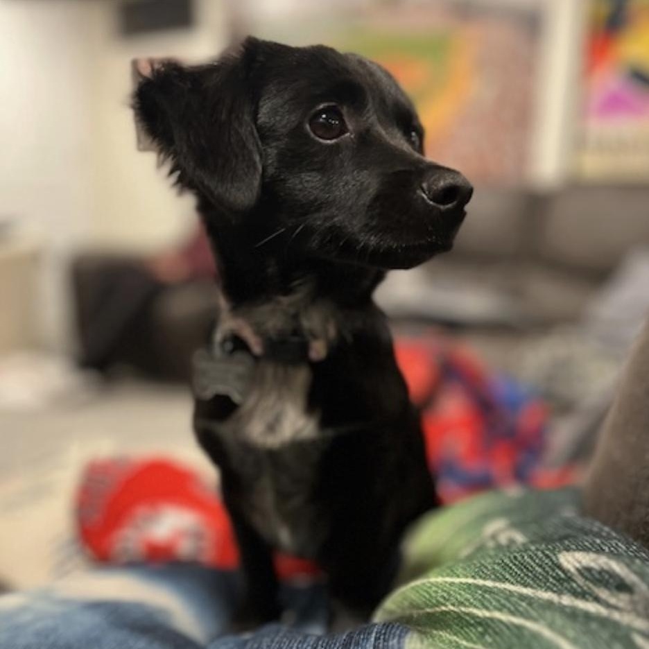 Tootie, an adopted mixed breed in berlin, CT image 2/6