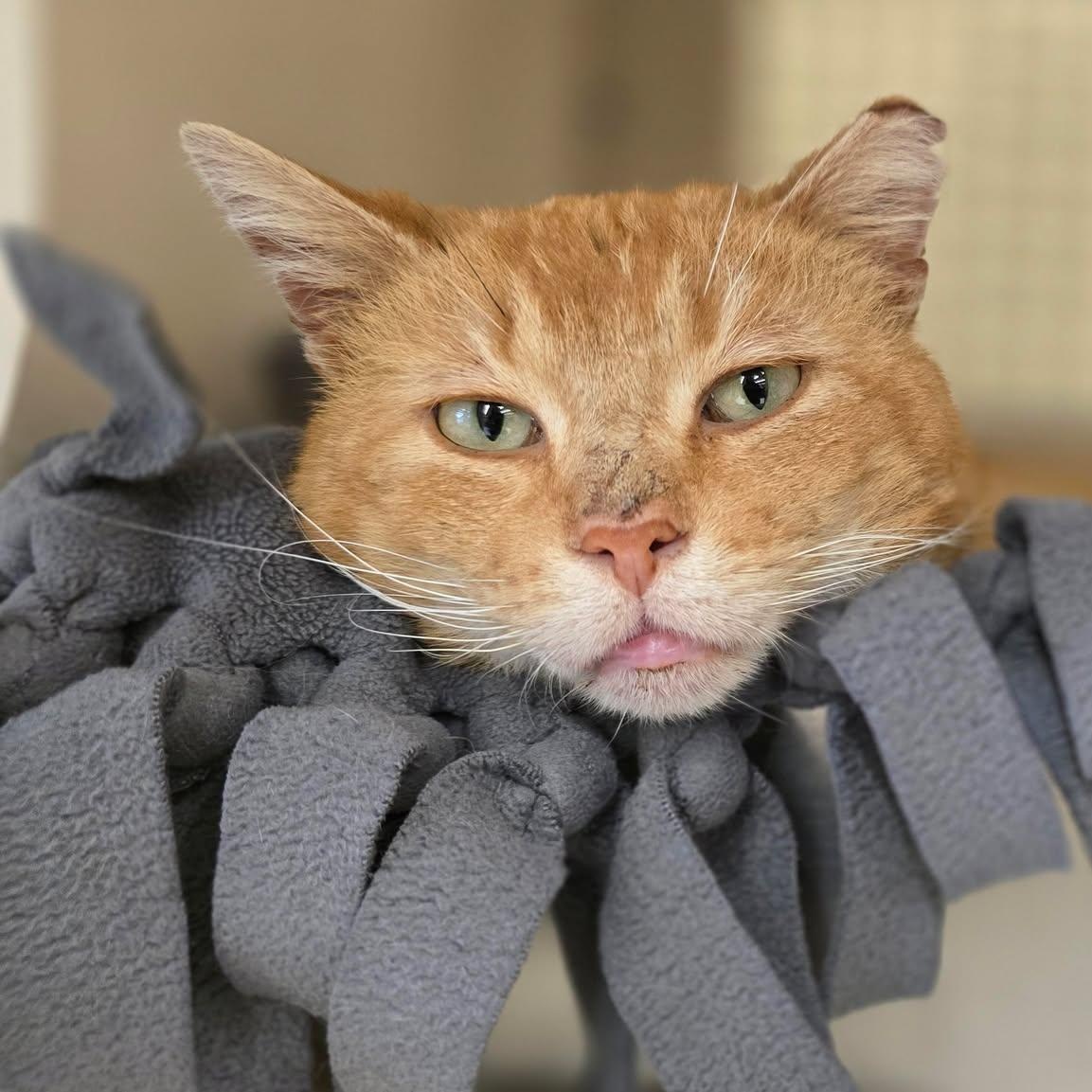Enlarge Helios SF *$pecial fee FIV+*, a Adoptable American Shorthair in West Bloomfield, MI image 6/6