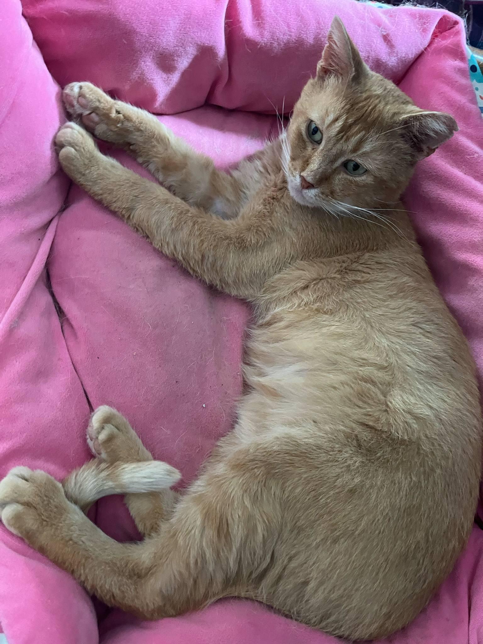Enlarge Helios SF *$pecial fee FIV+*, a Adoptable American Shorthair in West Bloomfield, MI image 3/6