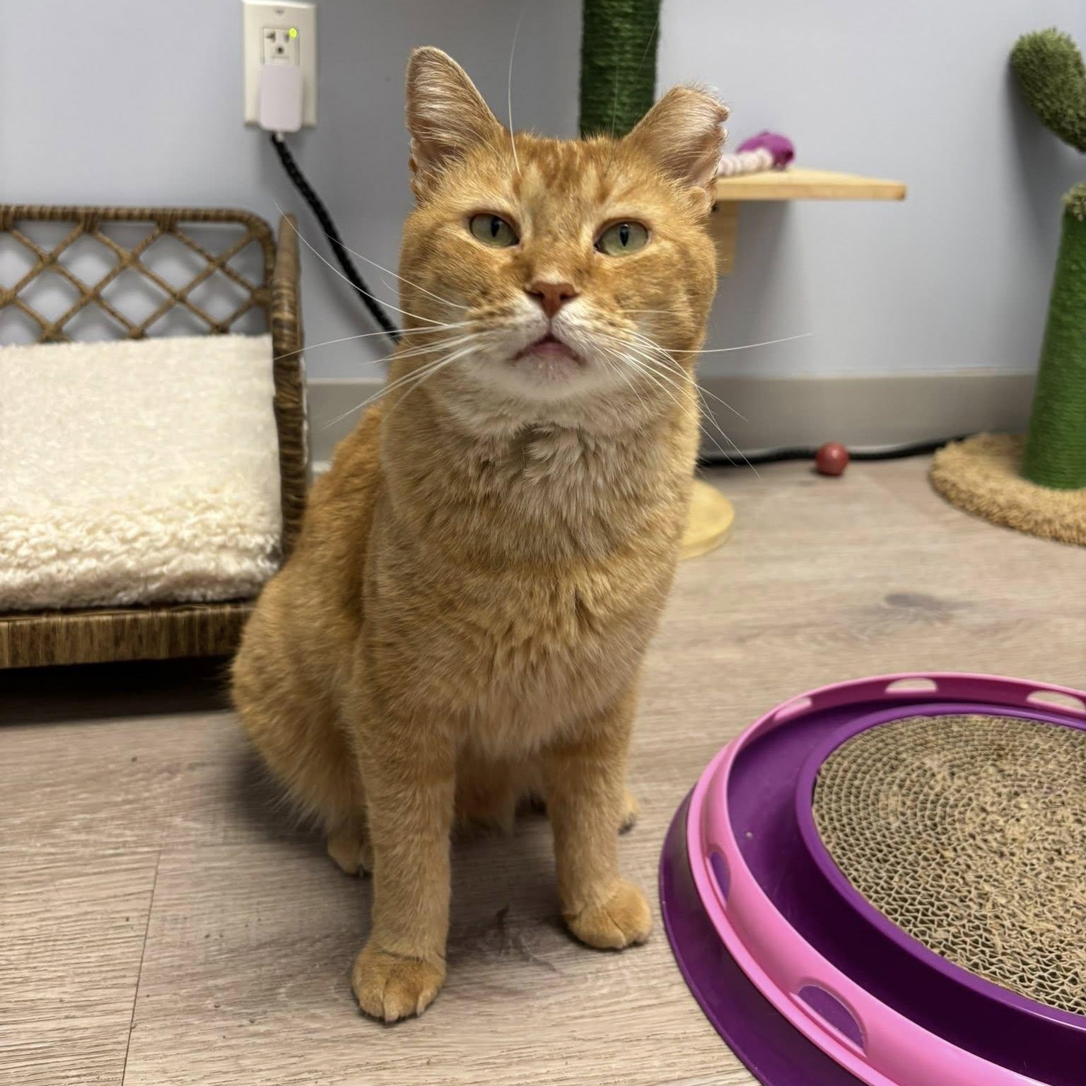Enlarge Helios SF *$pecial fee FIV+*, a Adoptable American Shorthair in West Bloomfield, MI image 2/6