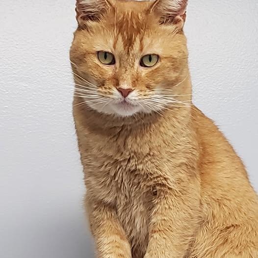 Helios SF *$pecial fee FIV+*, Adoptable, Adult Male American Shorthair.