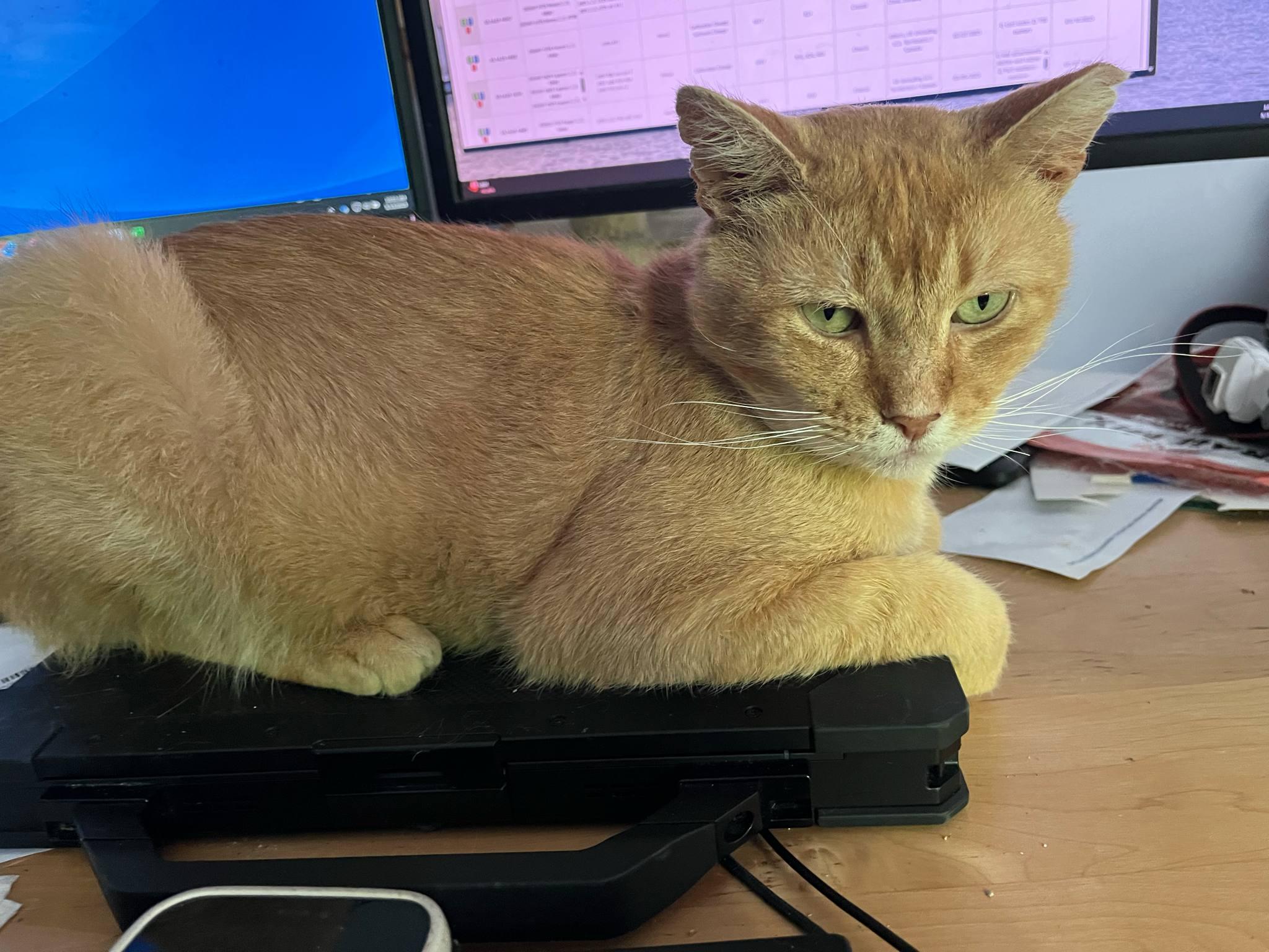 Enlarge Helios SF *$pecial fee FIV+*, a Adoptable American Shorthair in West Bloomfield, MI image 4/6