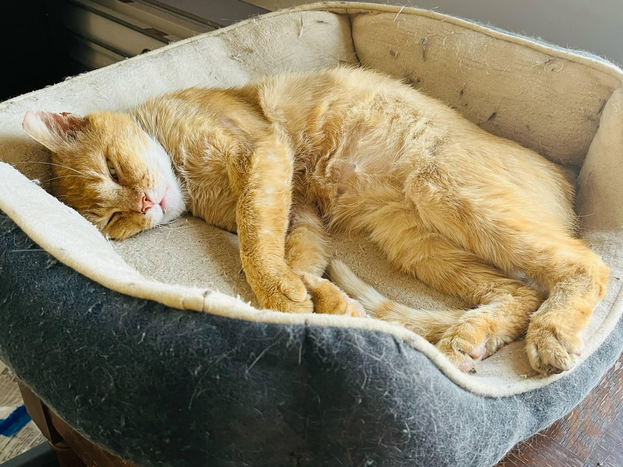 Enlarge Helios SF *$pecial fee FIV+*, a Adoptable American Shorthair in West Bloomfield, MI image 5/6