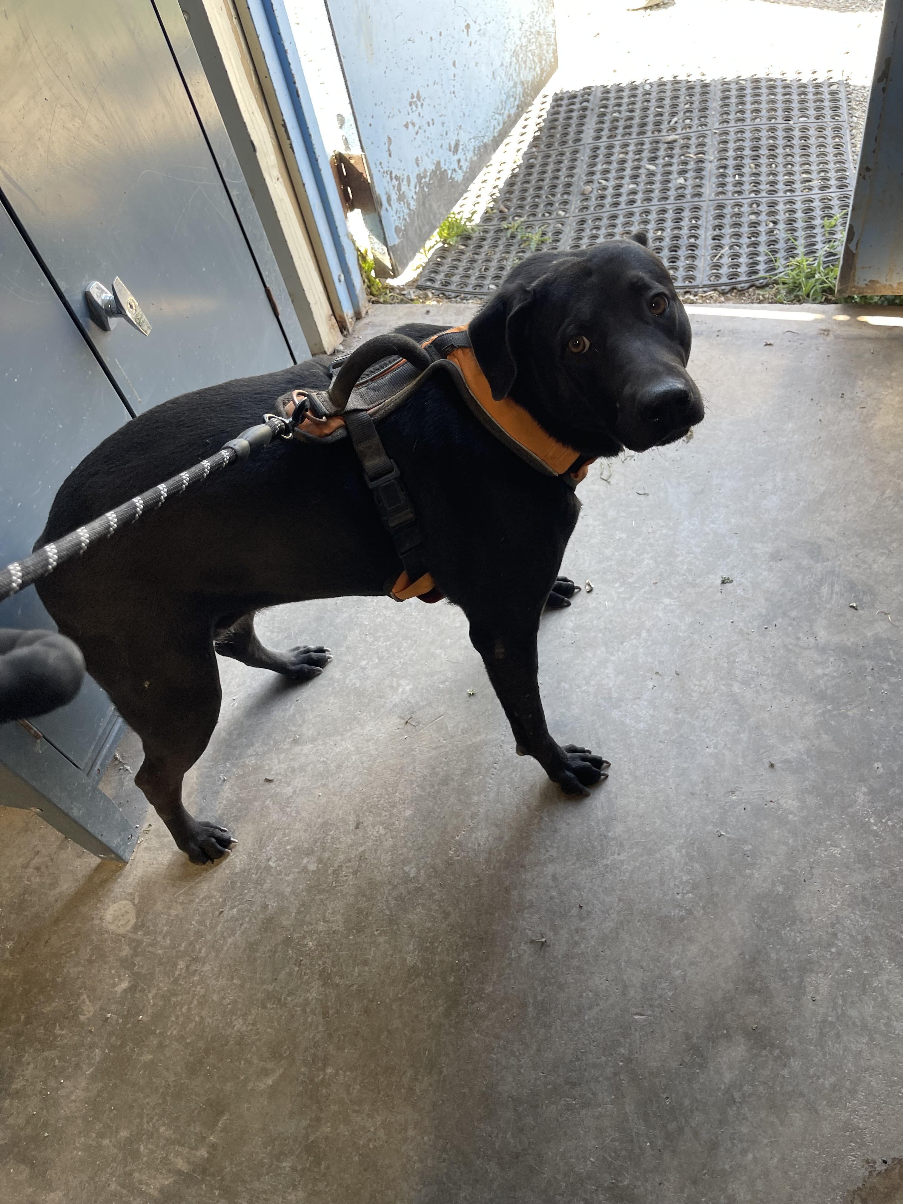 Sadie, ADOPTABLE, Adult Female Pit Bull Terrier.