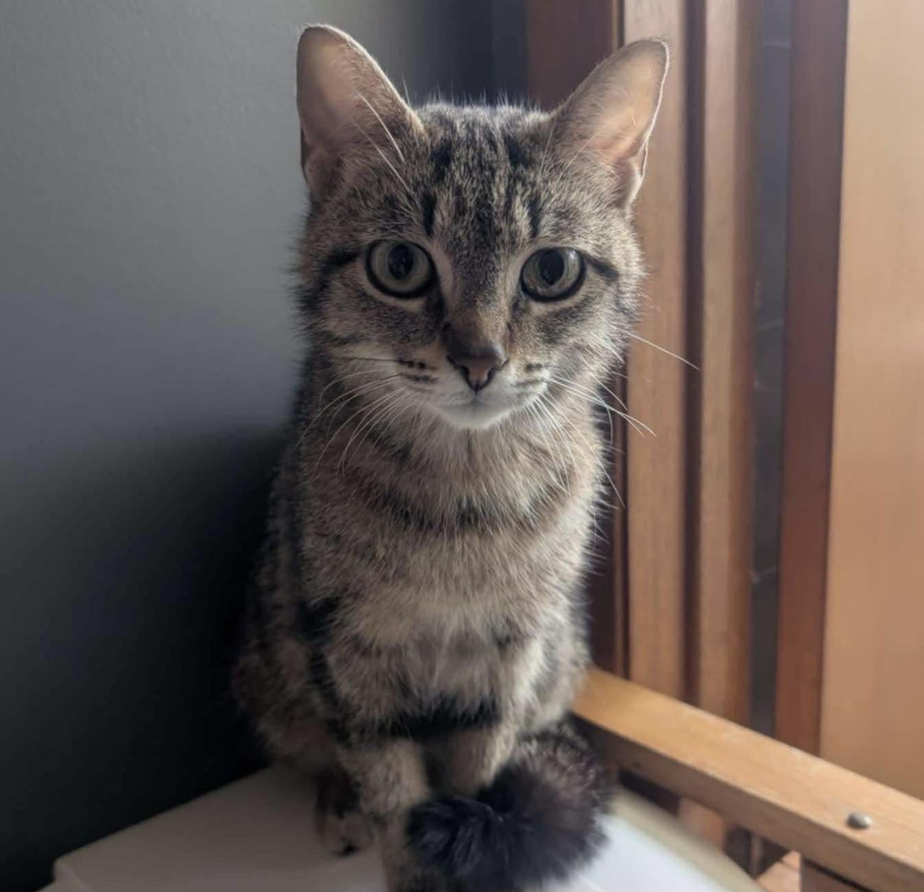 Poppy, Adult Female Domestic Short Hair