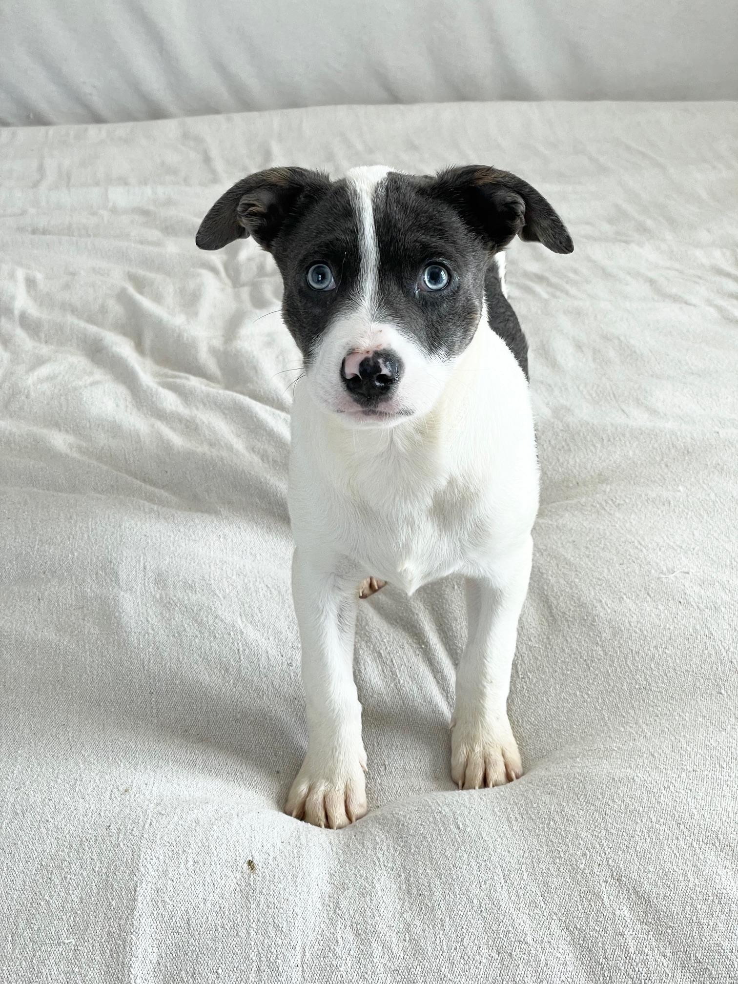 Enlarge gorgeous Groton, a ADOPTABLE mixed breed in West Hartford , CT image 2/4