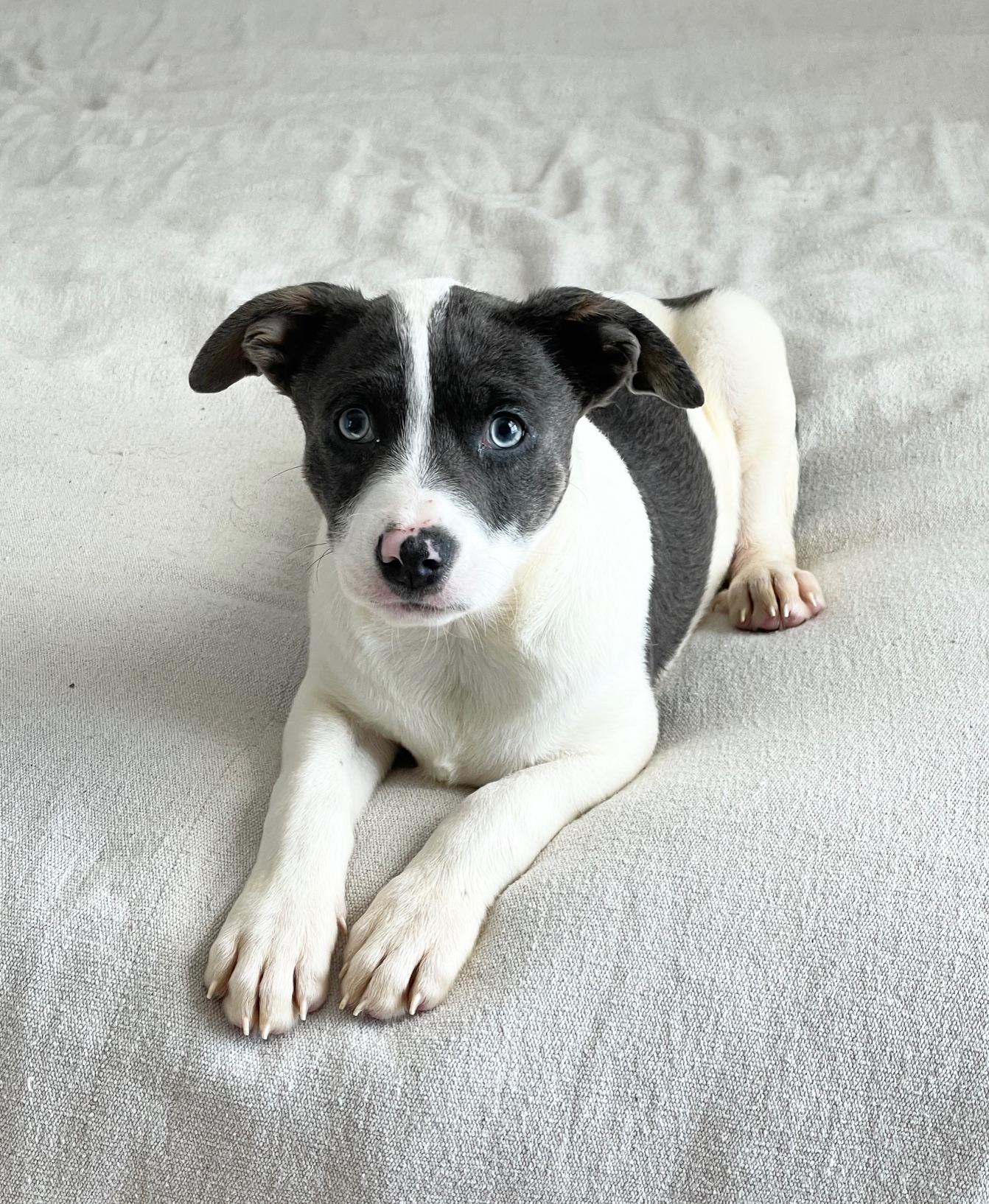 Enlarge gorgeous Groton, a ADOPTABLE mixed breed in West Hartford , CT image 3/4