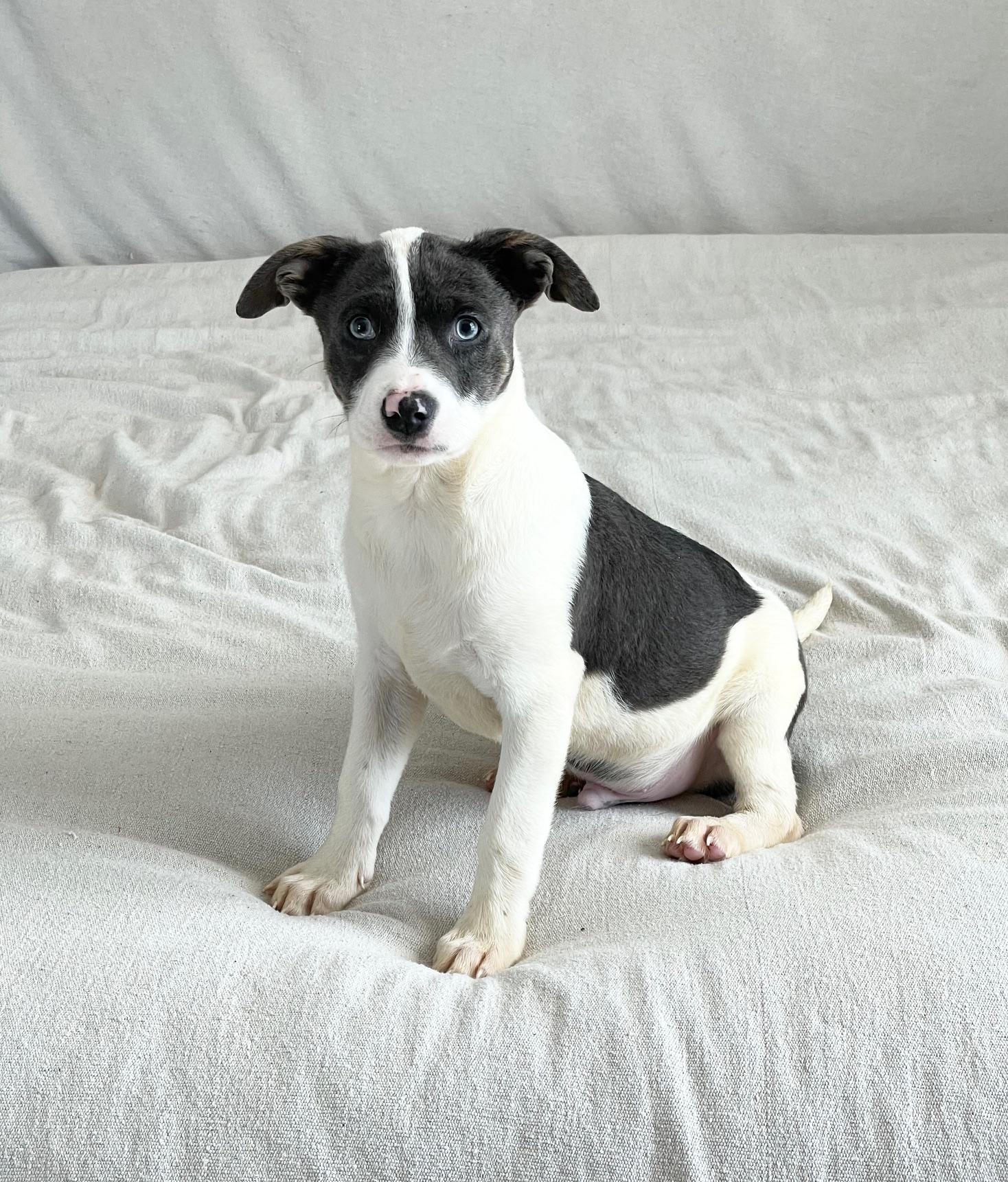 Enlarge gorgeous Groton, a ADOPTABLE mixed breed in West Hartford , CT image 4/4