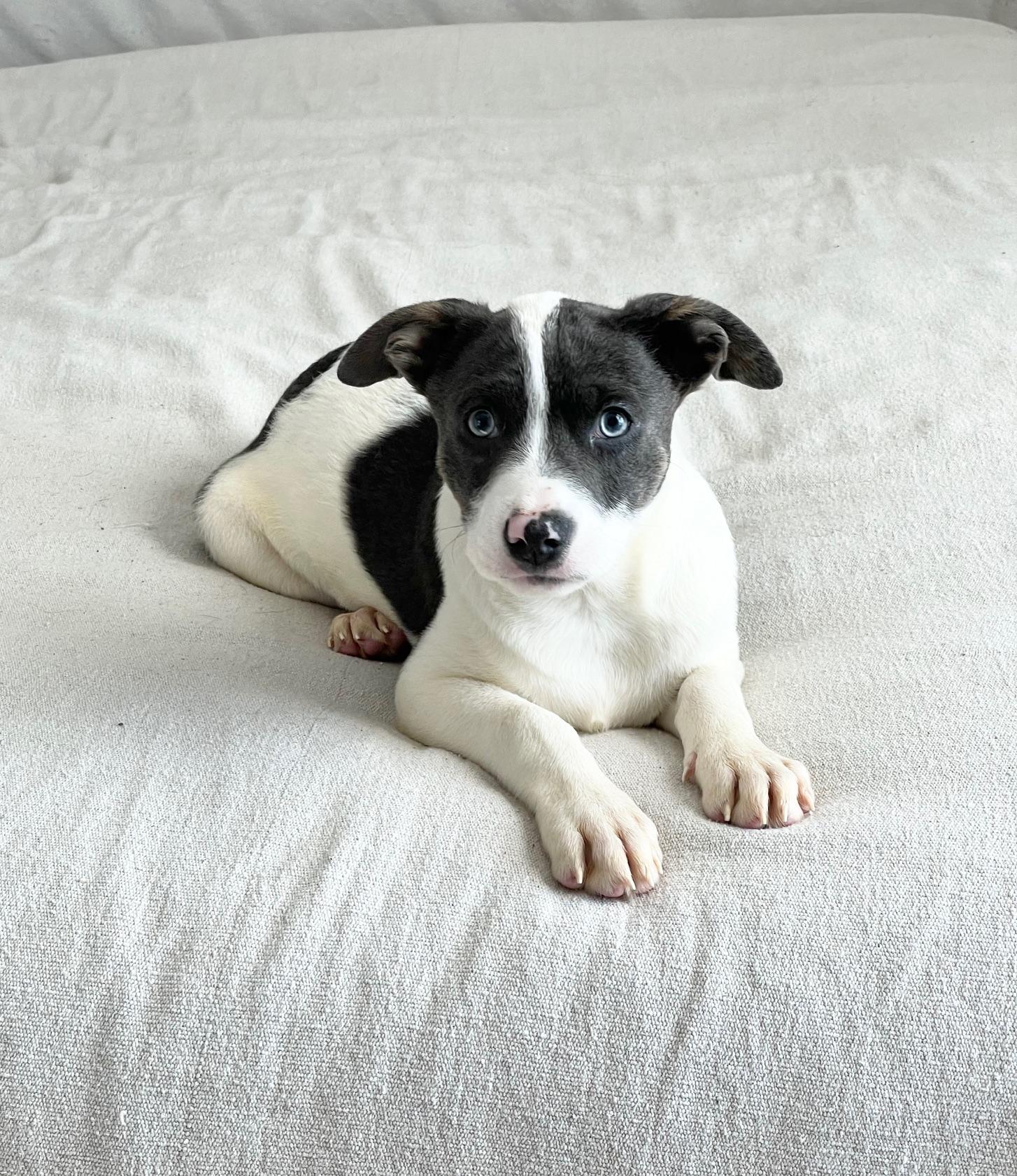 gorgeous Groton, ADOPTABLE, Puppy Male American Bully & Pit Bull Terrier.