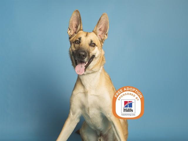 BUDDY, Adoptable, Young Male Belgian Shepherd / Malinois.