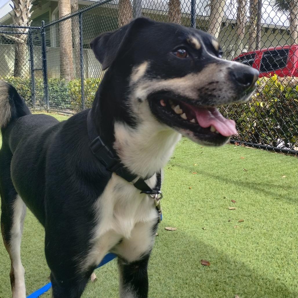 Cane — thumbnail 2