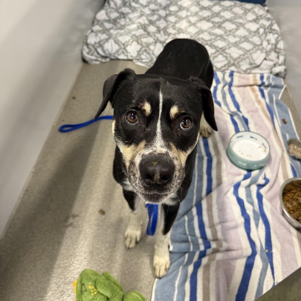 Cane — thumbnail 3