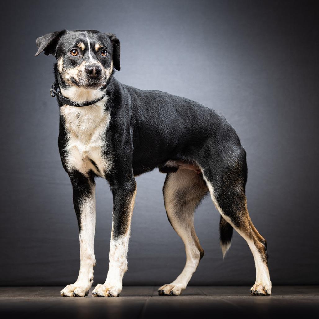 Cane — thumbnail 4