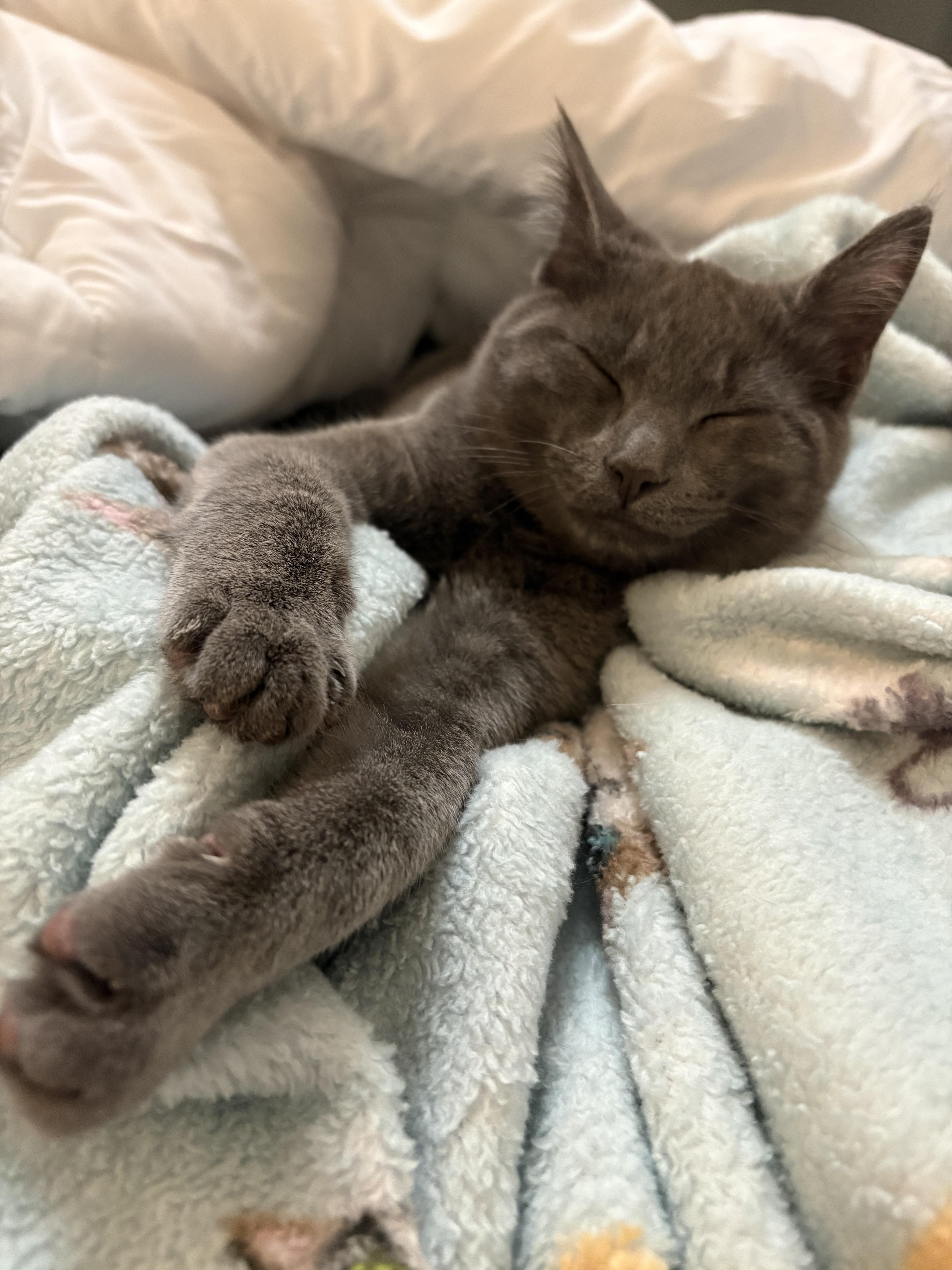 Enlarge Jan Brady, a Adopted Domestic Short Hair in Burlington, VT image 1/6