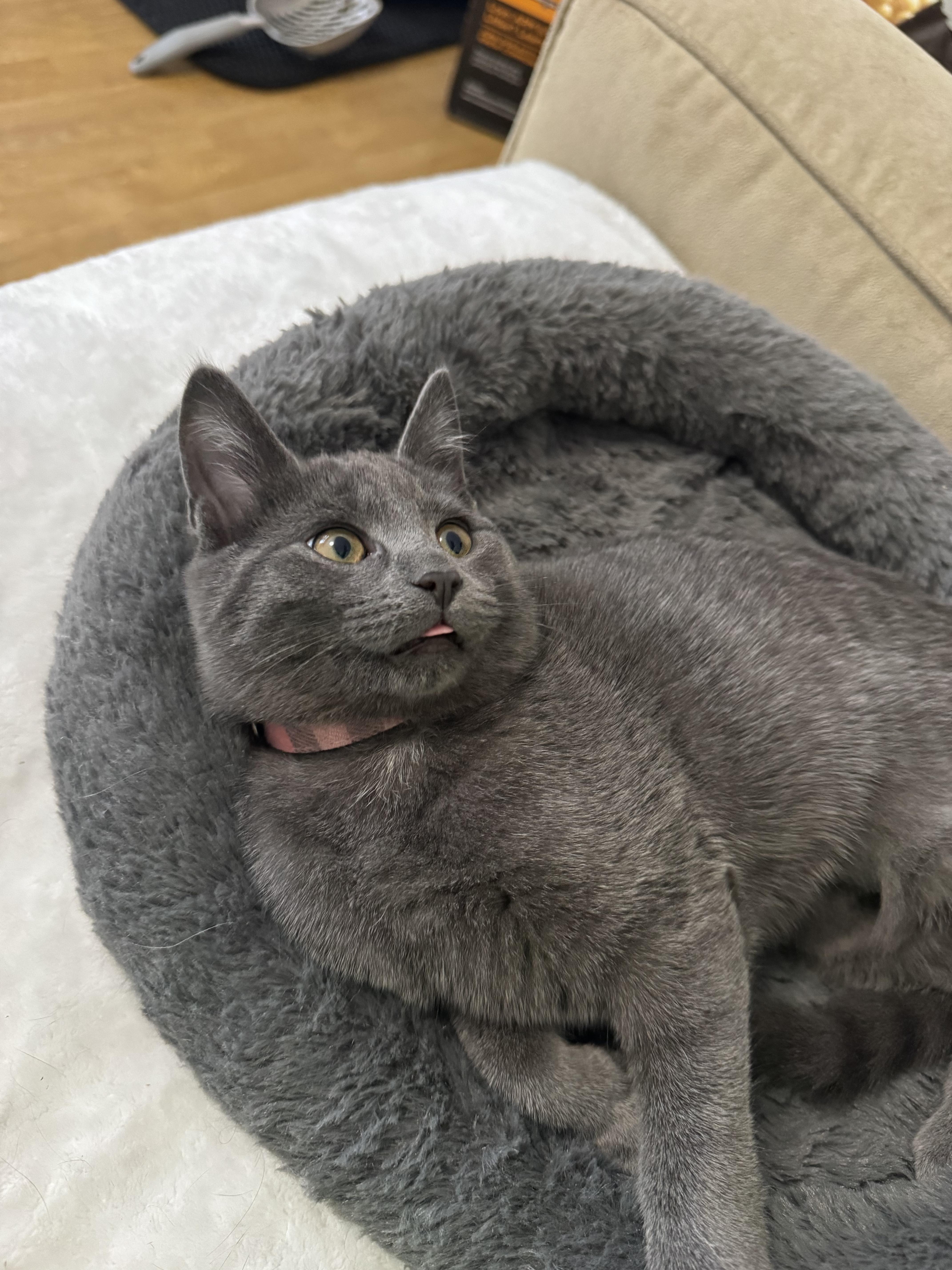 Enlarge Jan Brady, a Adopted Domestic Short Hair in Burlington, VT image 2/6