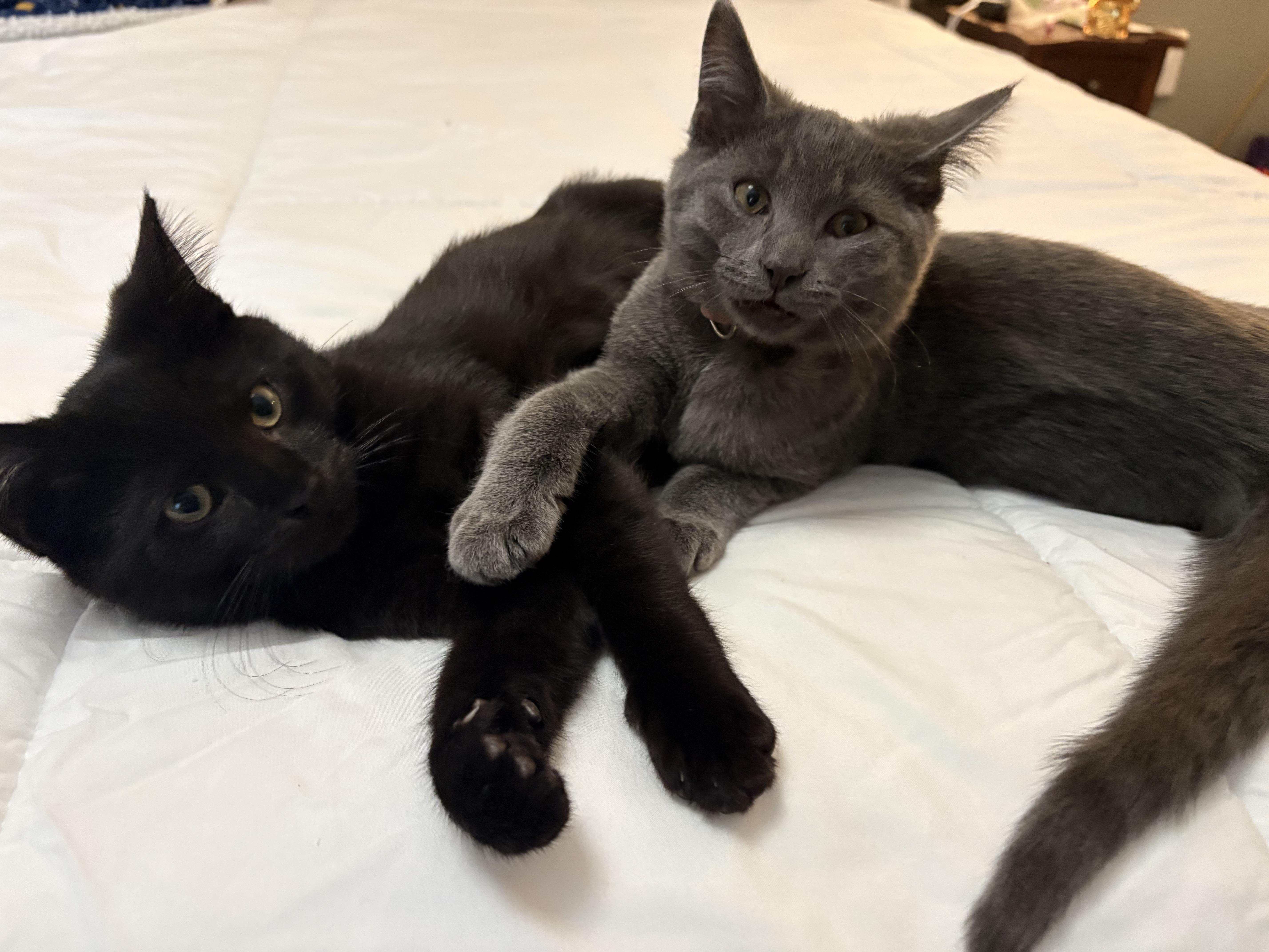 Enlarge Jan Brady, a Adopted Domestic Short Hair in Burlington, VT image 3/6