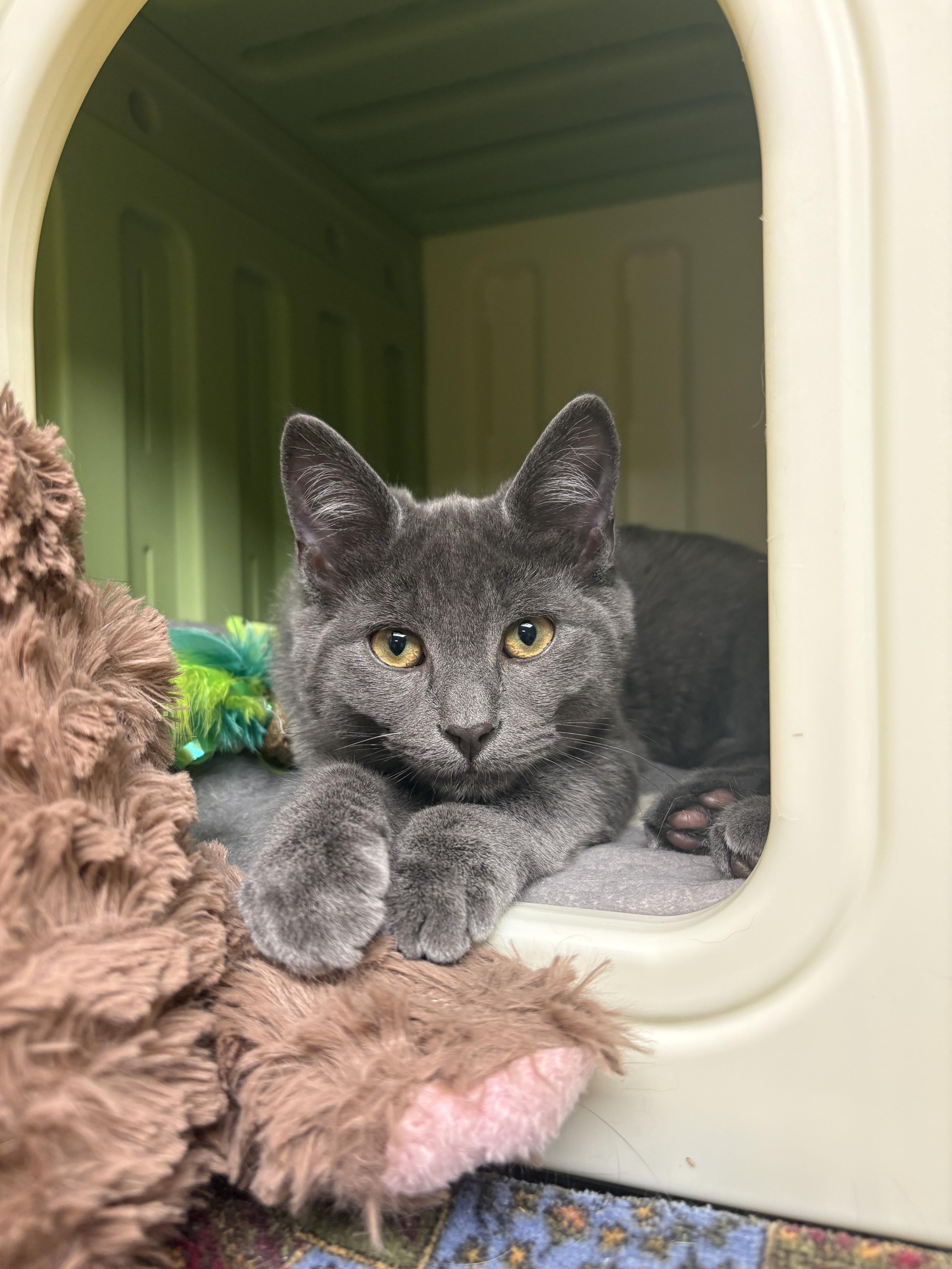 Enlarge Jan Brady, a Adopted Domestic Short Hair in Burlington, VT image 4/6