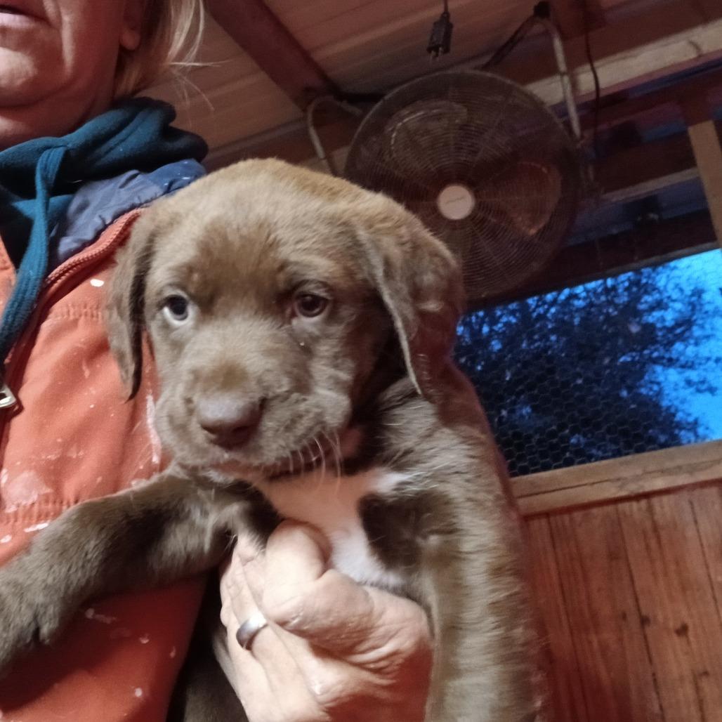 Maple, Adoptable, Puppy Female Mixed Breed.