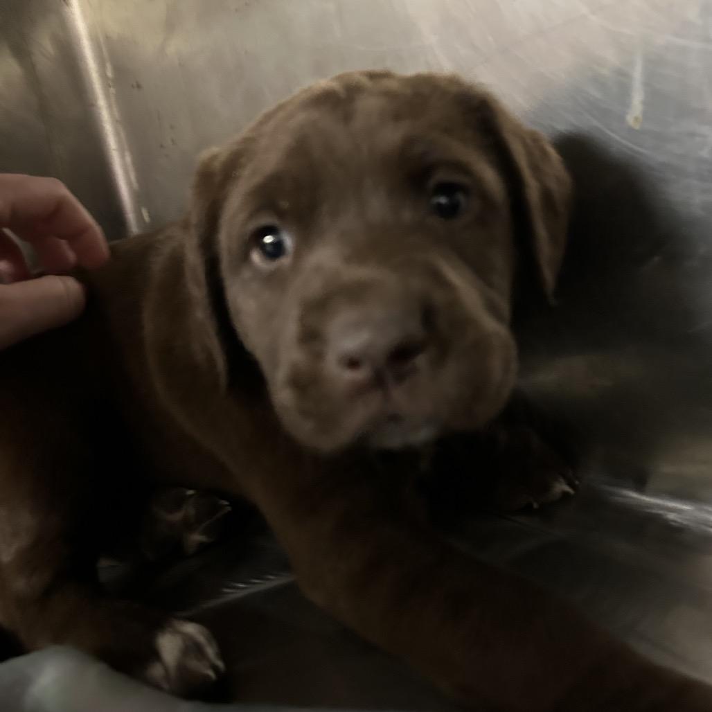 Maple, a Adoptable Mixed Breed in Williston, FL image 2/2