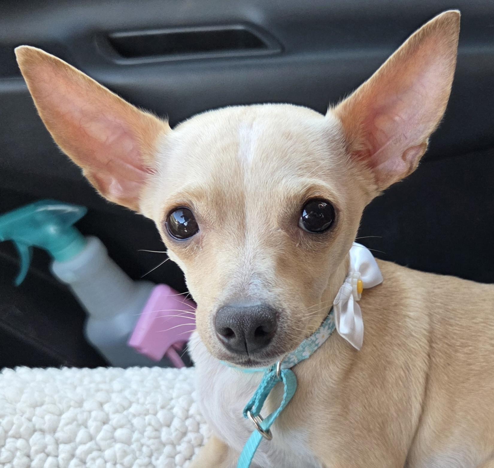 KRYSTAL, ADOPTABLE, Young Female Chihuahua.