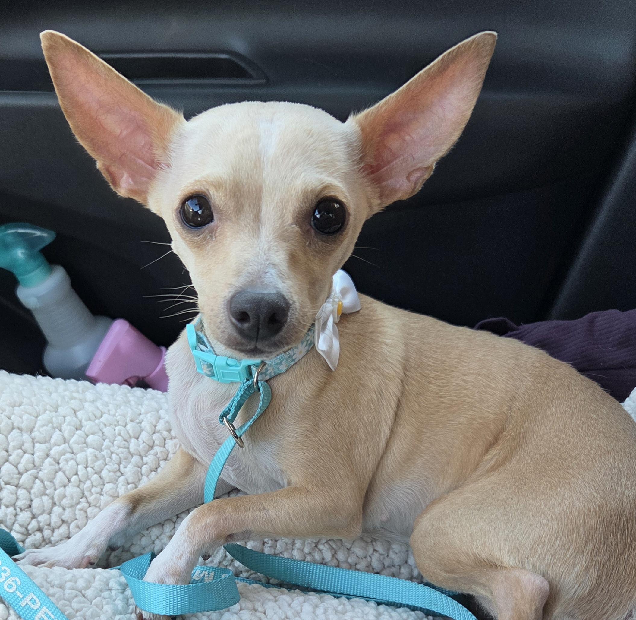 Enlarge KRYSTAL, a ADOPTABLE Chihuahua in Tucson, AZ image 3/3