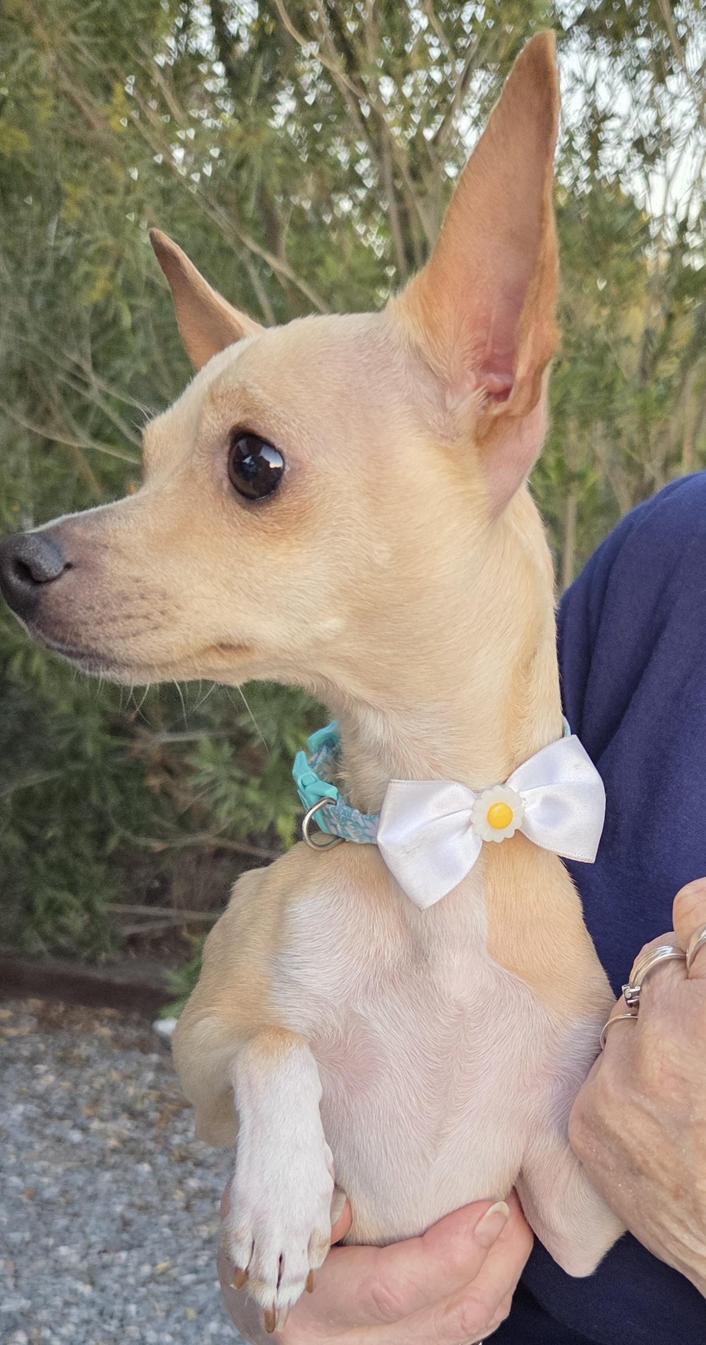 Enlarge KRYSTAL, a ADOPTABLE Chihuahua in Tucson, AZ image 2/3