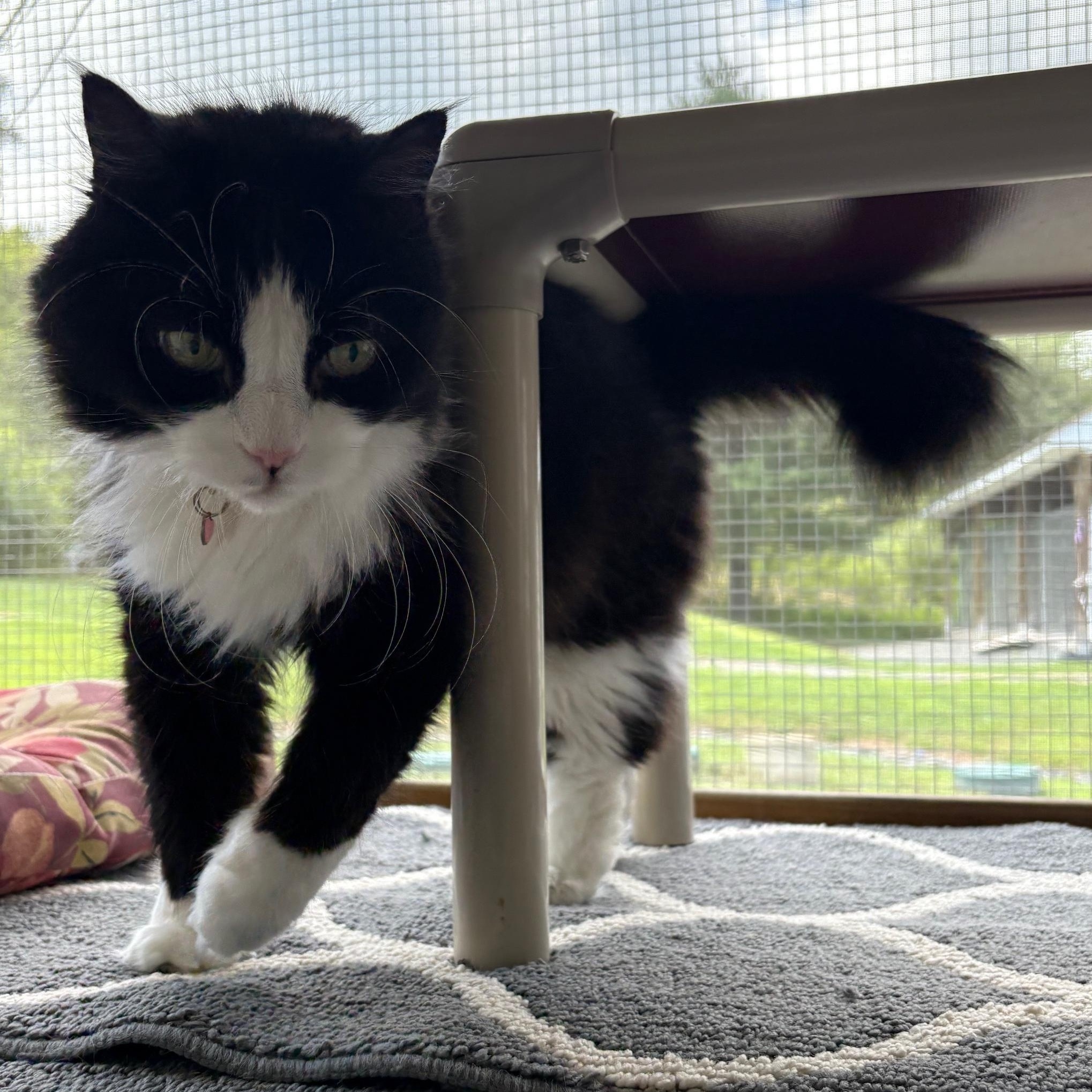 Boo Boo *In Prison Program*, a Adoptable Domestic Long Hair in Honesdale, PA image 3/6