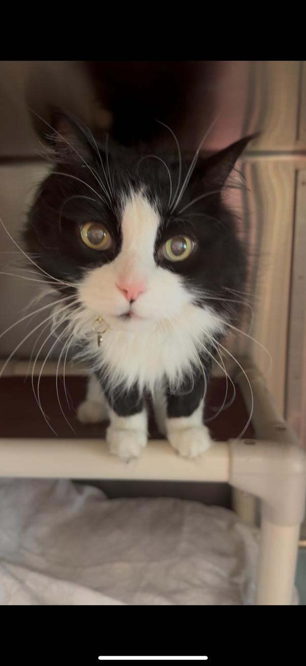 Boo Boo *In Prison Program*, a Adoptable Domestic Long Hair in Honesdale, PA image 5/6